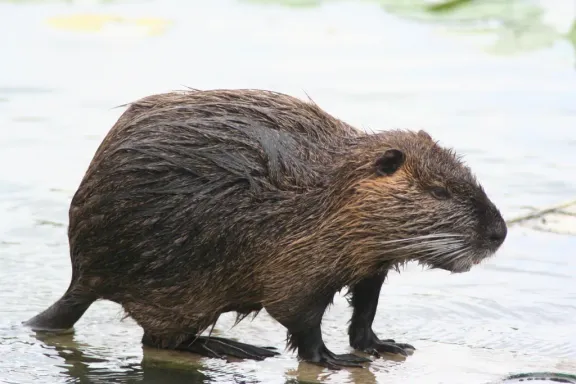 Nutria (coypu)