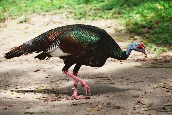 Ocellated turkey