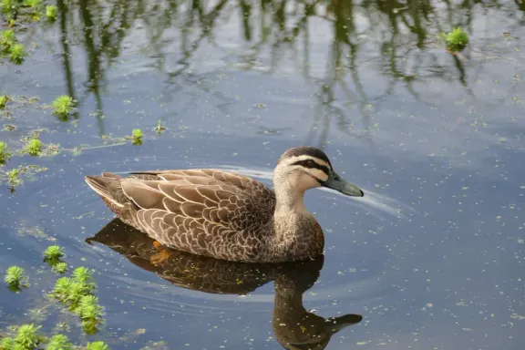 Pacific black duck
