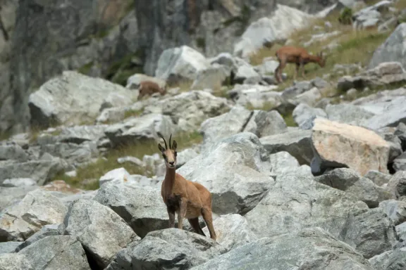 Pyrenean chamois