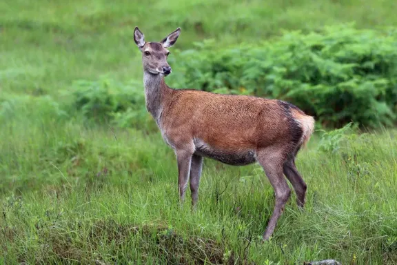 Red deer