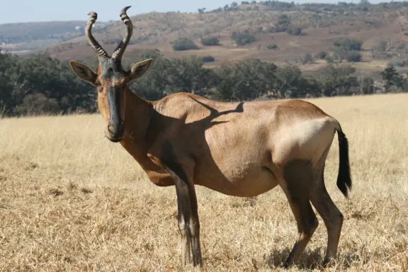 Red hartebeest