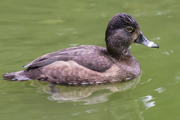 Ring-necked duck