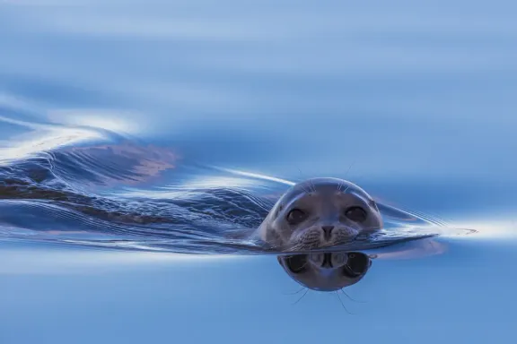 Ringed seal