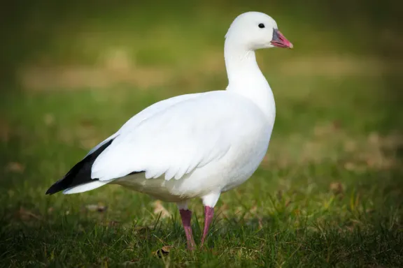 Ross’s goose