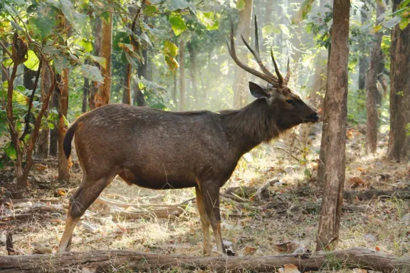 Sambar deer