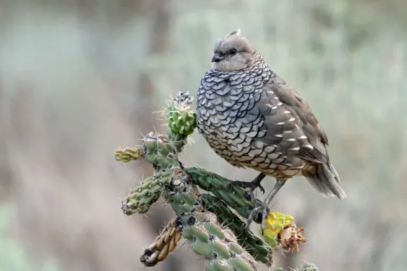 Scaled quail