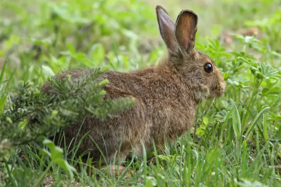 Snowshoe hare