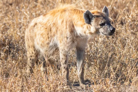 Spotted hyena