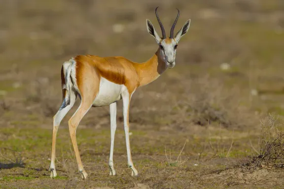 Springbok