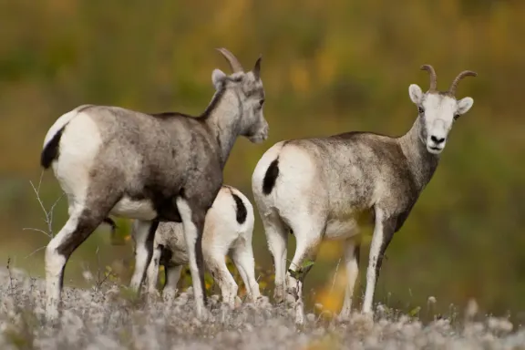 Stone sheep