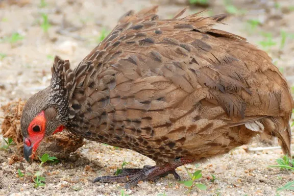 Swainson’s spurfowl
