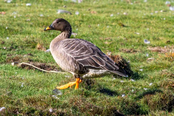 Bean goose