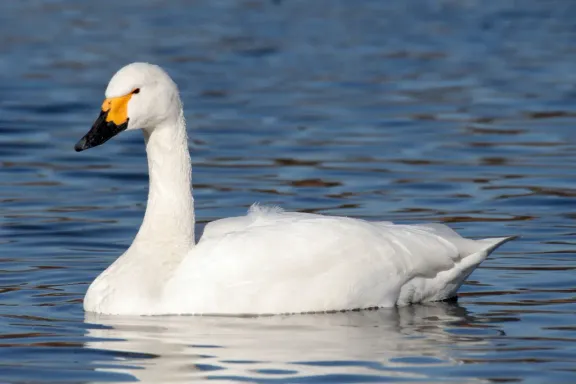 Tundra swan
