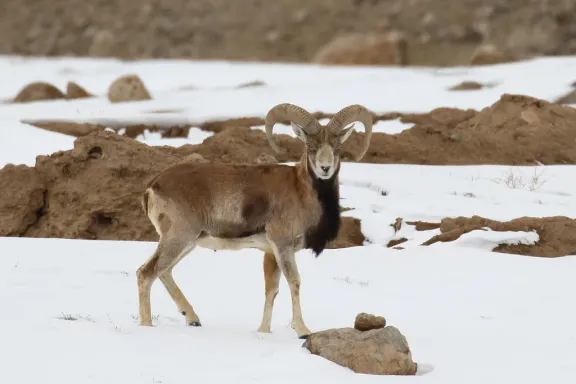 Urial