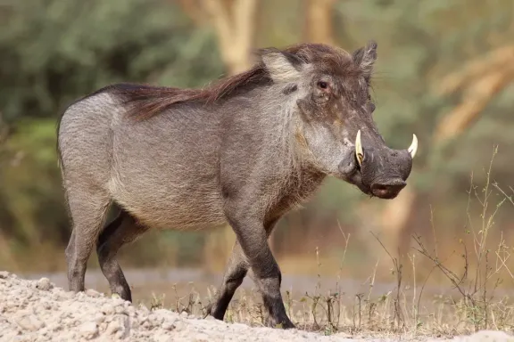 Common warthog