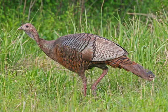 Wild turkey