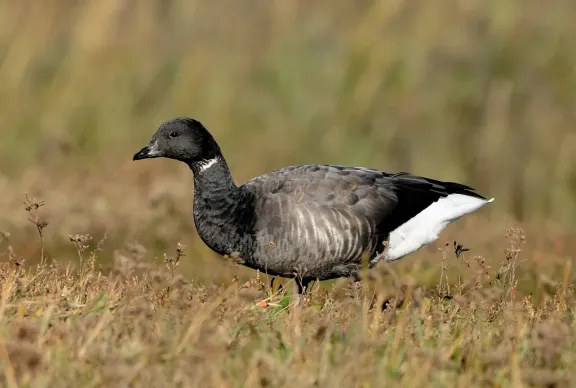 Brant
