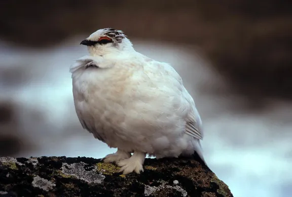 Rock ptarmigan