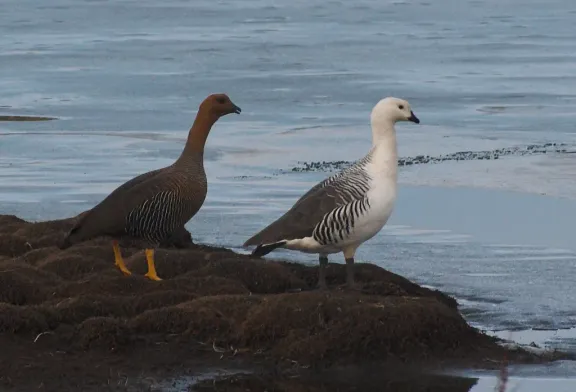 Upland goose
