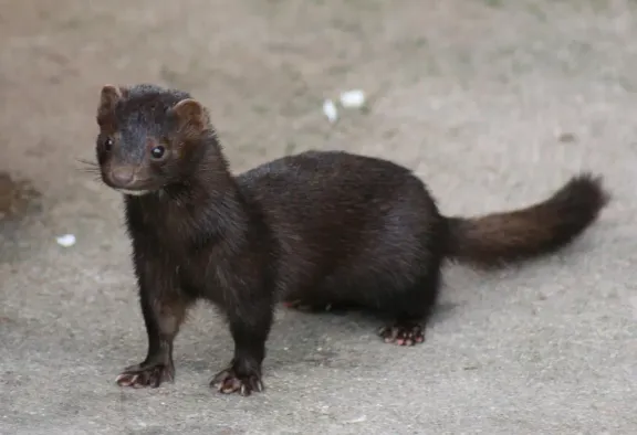 American mink