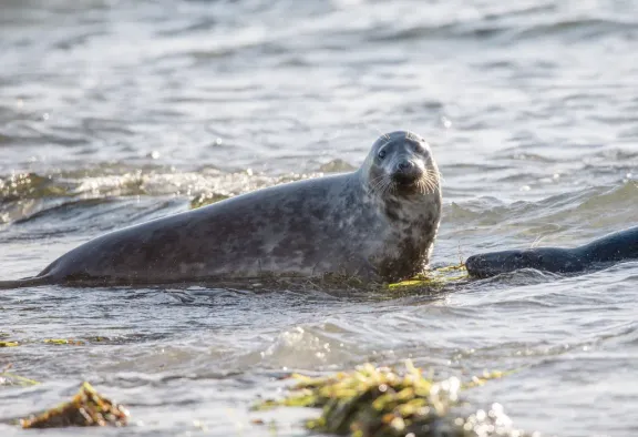 Grey seal