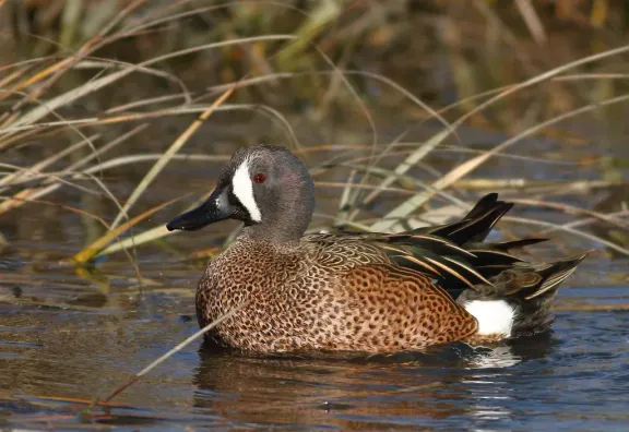 Blue-winged teal