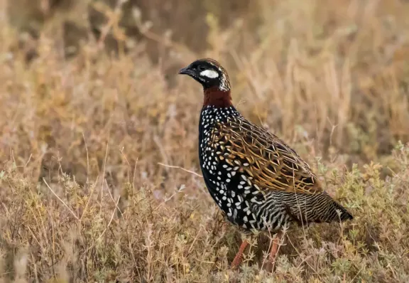 Black francolin