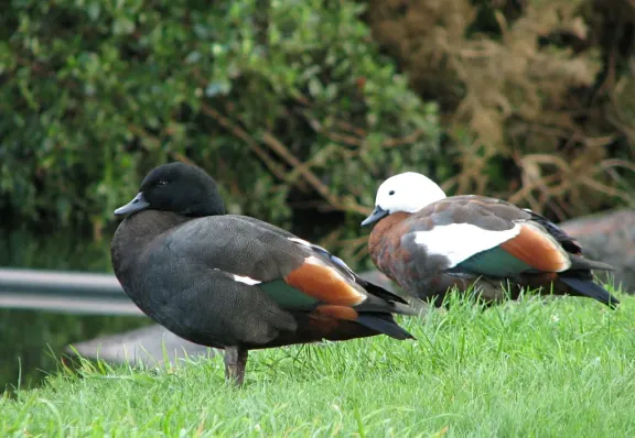 Paradise shelduck