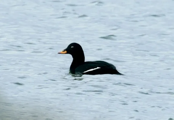 Velvet scoter
