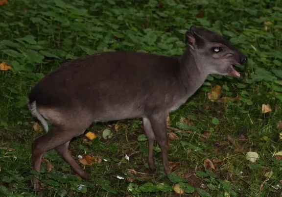 Blue duiker
