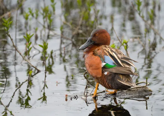 Cinnamon teal