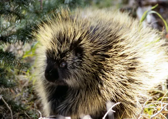 North American porcupine