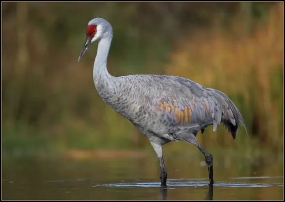 Sandhill crane