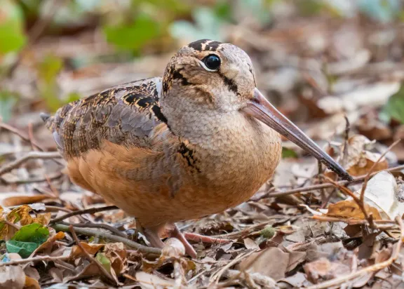 American woodcock
