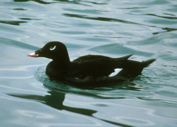 White-winged scoter