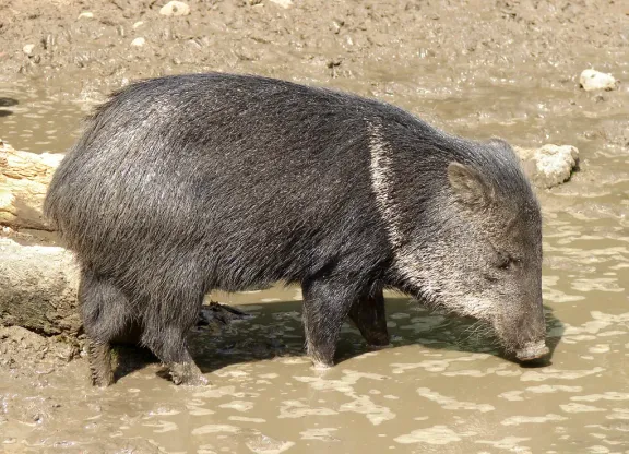 Collared peccary (javelina)