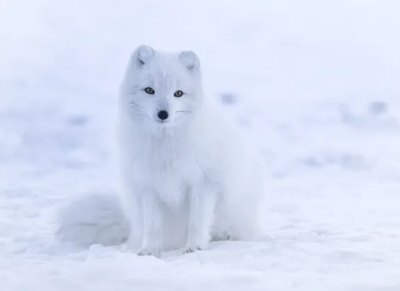 Arctic fox