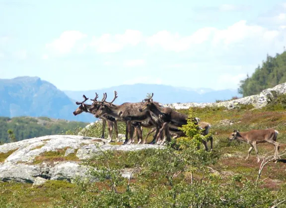 Reindeer
