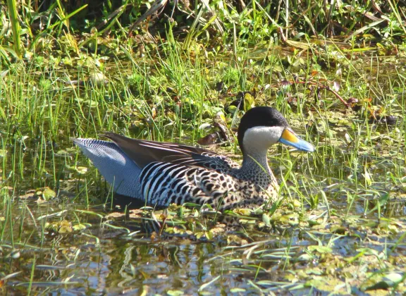 Silver teal