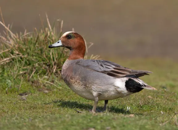 Eurasian wigeon