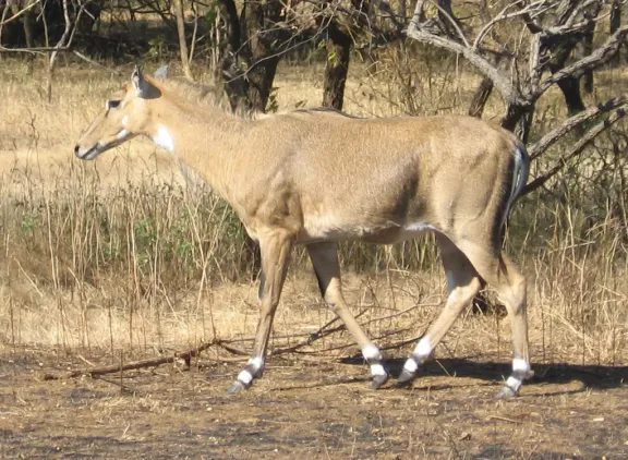 Nilgai