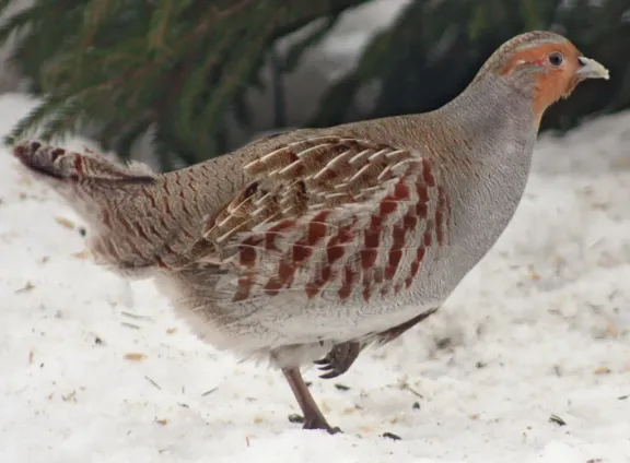 Grey partridge
