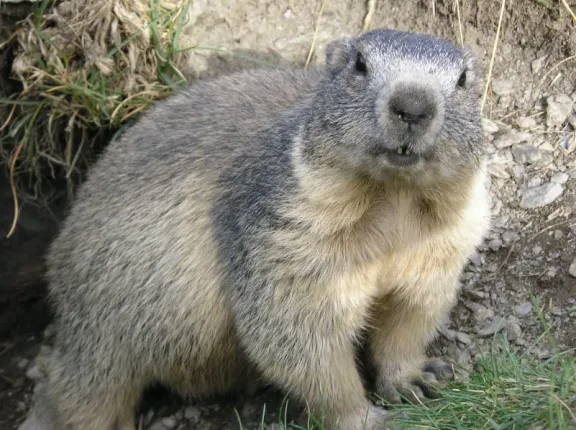 Alpine marmot