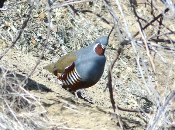 Mountain quail