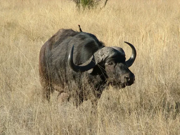 Cape buffalo