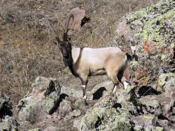 Bezoar ibex