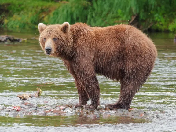 Brown bear