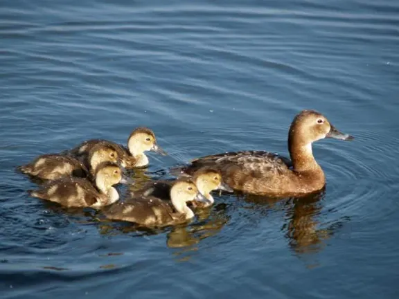 Common pochard