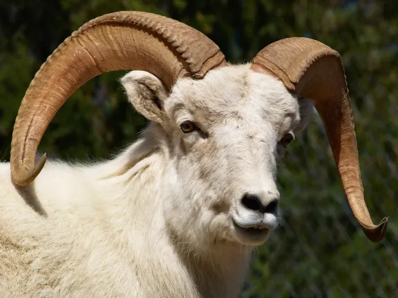 Dall sheep